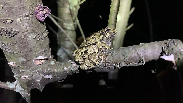 Comparing the eastern gray tree frog and the spring peeper